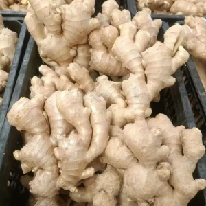 Fresh Ginger 100% Natural Farm Planting Factory Direct Wholesales High Quantity Vegetable Fresh Ginger Fresh Large Ginger