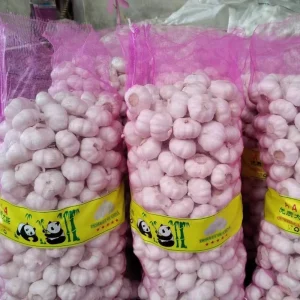 Fresh Normal White Garlic Bag Box G1 Manufacturer Purple