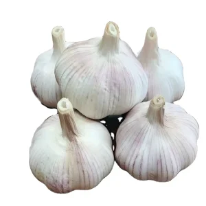 Fresh Normal White Garlic Elephant Garlic Fresh Garlic Cloves Price