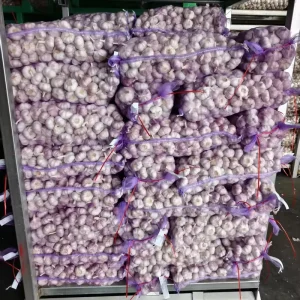 Fresh OPTIMUM Pure White Garlic From China Exporters Top Grade 5 15kg Carton Packaging Price for Bulk Import