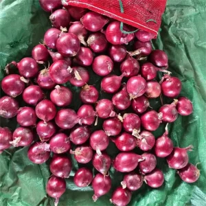 Fresh Onions From China Supplier to Export