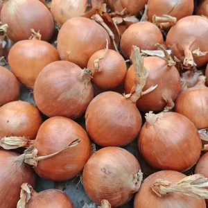 Fresh Onions Red Yellow White Variety 5 8 6 8cm Sizes 10kg 20kg Bag Packing for Canada Japan USA African Market
