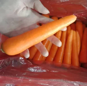 Fresh Organic Chinese Carrots for Export to Maldives