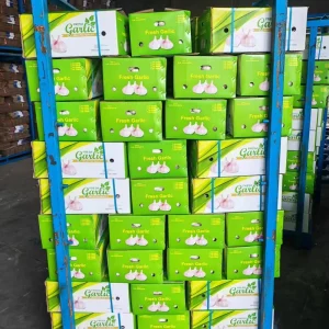 Fresh Peeled Garlic Carton Packing in China