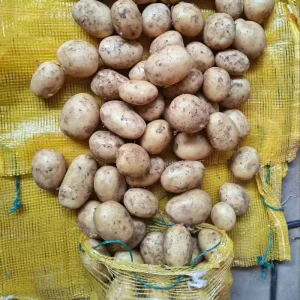 Fresh Potato China Supplier 80 150g 100 200g Bag Packing 20kg 10kg 4.5kg Vegetables Potato Low Price Market