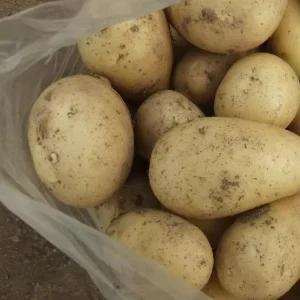 Fresh Potato Holland Seed Potato Best Quality From China