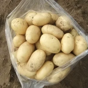 Fresh Potato Price Light Yellow New Crop Vegetables Jining Shandong China 10 Tons MOQ EU Standard