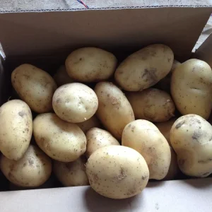 Fresh Potato Seed Price in China potato Price sweet Potato Price Ton