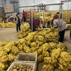 Fresh Potatoes China Exporter Supplier