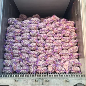 Fresh Purple Garlic in 5kg Bag Bulk Packing