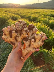 Fresh Raw Small Yellow Ginger Cube Shape 25kg Bulk Box From Mainland China