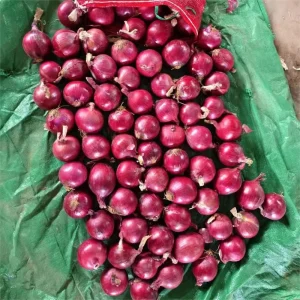 Fresh Red Onion to Export High Quality Lower Price