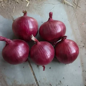 Fresh Red Purple Liliaceous Vegetable Onion Supplier Premium Quality Human Food Export Shandong Jilin Non Peeled 12 Month