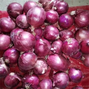 Fresh Red Whole Onions Supplier for Export