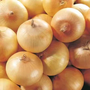 Fresh Red and Yellow Onion to Export From China Price