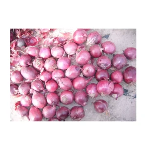 Fresh Vegetables Yellow Onions and White Onions Bulk for Sale Fresh Onions Exported by Chinese Farmers