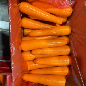 Fresh Washed Carrots for Global Supermarket Retail Chain Purchase New Crop Fresh Orange Carrots From Shandong China