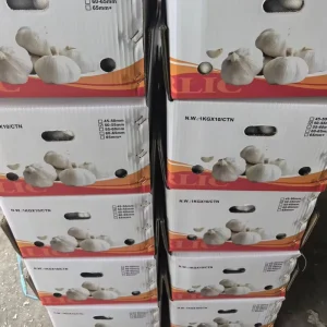 Fresh White Garlic