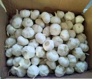 Fresh White Garlic 5kg/6kg/7kg/10kg Carton Factory Exporter