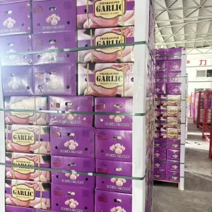 Fresh White Garlic China Exporter