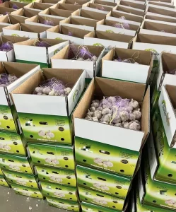 Fresh White Garlic New Crop Whole Garlic Import From China