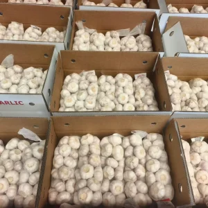 Fresh White Garlic Price Bulk Packing 1kg Ail Frais Natural Fresh Vegetables Ajo Chino Reliable Exporter Ajos Frescos