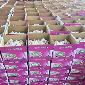 Fresh White Garlic in Bulk from China