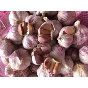 Fresh White-Skinned Garlic Cloves from Shandong, China