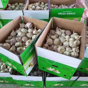 Fresh garlic wholesales fresh garlic vegetables garlic fresh price in China Ajo Ail garlic fresh peeled garlic Optimum garlic