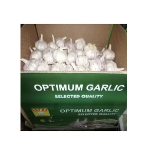 Garlic Price Normal White Ajo Garlic Price From China