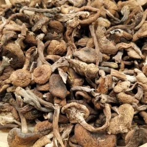 Hazel Mushroom
