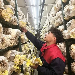 High Efficiency Mushroom Growing Chamber Cold Storage Custom Walk in Cold Room for Edible Fungi Cultivation