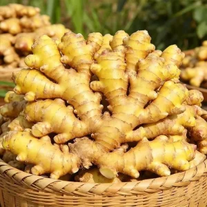 High Mountain Sun Ripened Fresh Ginger China Origin Clean Fresh Ginger Root Food Grade For Cooking Seasoning Export