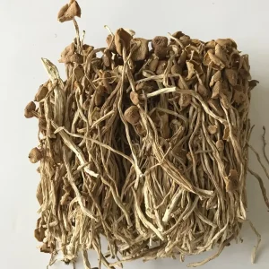 High Quality Dried Tea Tree Mushroom Dried Agrocybe Cylindracea Edible Fungi