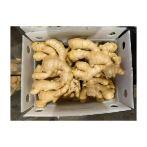 High Quality Factory Price Organic Fresh Vegetable Ginger Premium Big Size Shandong Fresh Ginger for Export