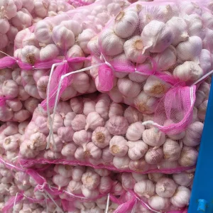 High Quality Fresh Natural Garlic Bulk Green Vegetable Export Supply