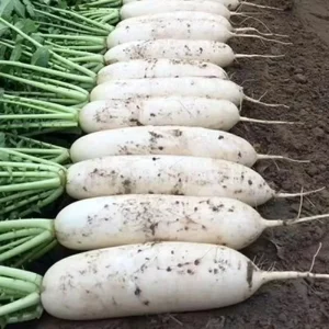 High Quality Fresh White Radish Vegetables Newest Crop ISO 22000 HACCP GLOBAL GAP Certified Bulk Supply with