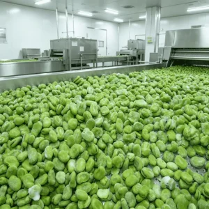 High Quality IQF Certified Fava Broad Beans Whole Vegetables Competitive Market Price Bulk Quantity Hot Selling
