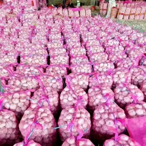 High Quality Large Size Pure Fresh White Garlic China Supplier’s Vegetable Agricultural Products for Food Use