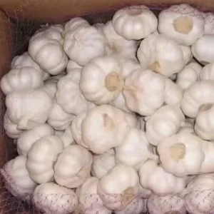 High Quality New Crop Fresh Garlic Affordable Price From China Premium White Garlic for