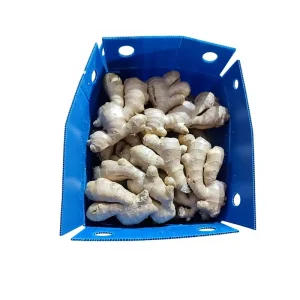 High Quality Organic Fresh Vegetable USDA NOP COR Orgnaic 100g Fresh Dry Skin Ginger