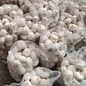 High Quality Premium Fresh Garlic 6.0cm New Crop Shandong Origin Global Certifications Competitive Price