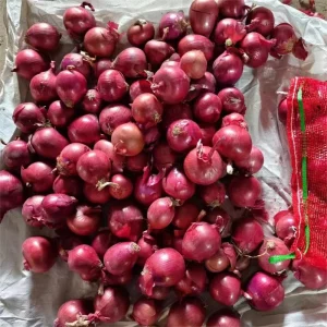 High Quality Price Fresh Red Onion