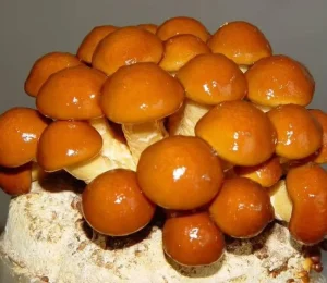 High Quality Suppliers in China IQF Frozen Mixed Mushrooms Oyster Cut Shiitake Nameko Boletus Edulis Mushroom Mixture
