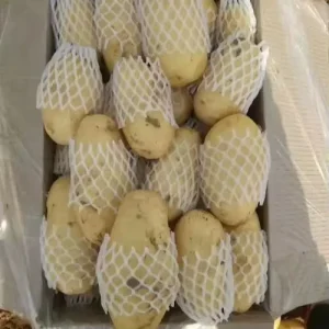 High quality Fresh Potatoes (Natural Yellow) Newest Crop for Global Distribution and Resale with Refrigerated Storage