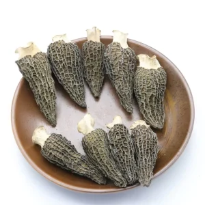 Highly Nutritious Mushrooms rare Edible Delicious Shiitake Mushroom