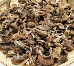 Honey Mushroom