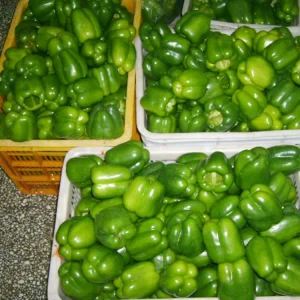 IQF Frozen Mixed Red Yellow Green Bell Pepper Strip Bulk BRC Halal Certificates Freezing Vegetables Competitive Price