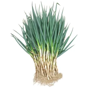 IQF Frozen Spring Onion BRC Certified Grade A Scallion Cut Bulk For Food Processing
