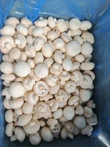 IQF Frozen White Button Mushroom Sliced 3 5mm Grade A Champignon For Pizza Topping Bulk